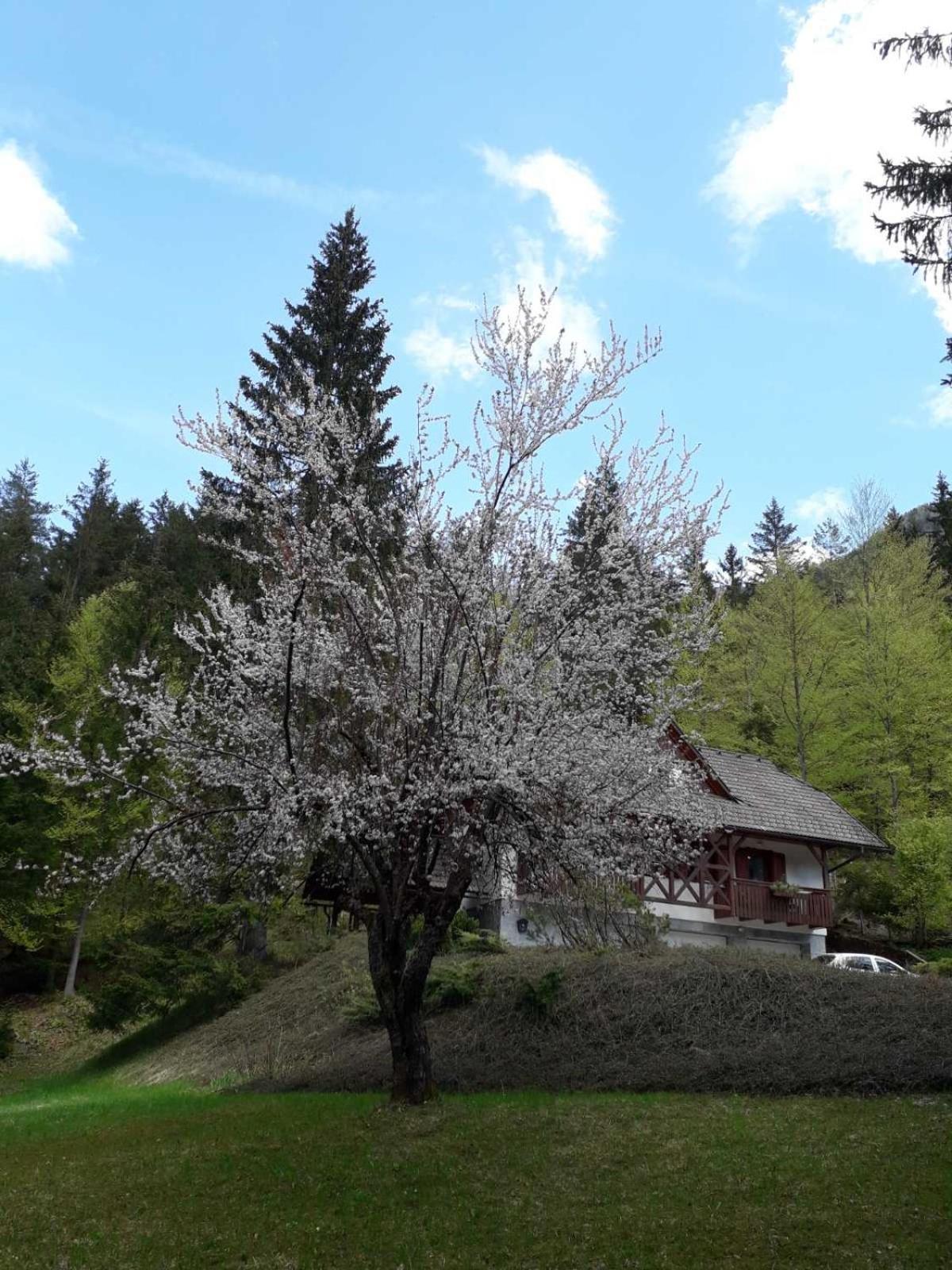 Apartma Gaja Kranjska Gora Esterno foto